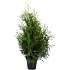 Thuja, Occidentalis brabant 21 cm potte