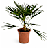 Dværgpalme Chamaerops humilis
