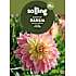 Salling blomsterløg Dahlia - Wanda's Aurora