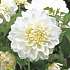 Salling blomsterløg Dahlia White Perfection