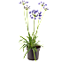 Skærmlilje, Agapanthus, 17 cm potte