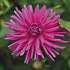 Claus Dalby Dahlia Purple Gem