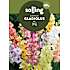 Salling blomsterløg Gladiolus Mix