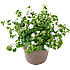 Bacopa, 10,5 cm potte