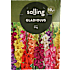 Salling blomsterløg Gladiolus