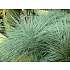 Blå bjørnegræs, Festuca glauca, 23 cm potte