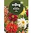 Salling blomsterløg Dahlia