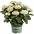 Hortensia, Hydrangea magical, 23 cm potte