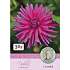 Claus Dalby Dahlia Purple Gem