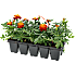Sommerblomster, 10-pak
