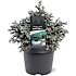 Trådcypres, Chamaecyparis pisifera blue planet, 19 cm potte