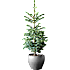 Serbisk Søjlegran, Picea Omorica, 21 cm potte
