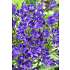 Salling blomsterløg Brodiaea