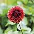 Claus Dalby Dahlia Copperboy