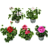 Hængepelargonie, 10,5 cm potte