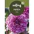 Salling blomsterløg Dahlia Muschacha