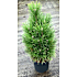 Pinus Nigra Green Tower