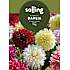 Salling Dahlia blomsterløg - Dinnerplate mix