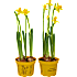 Mini påskelilje, Narciscarlton, 9 cm potte