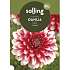 Salling blomsterløg Dahlia Musette