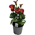 Calla Zantedeschia, 17 cm potte