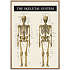 Skelettet 2 - 70x100 cm