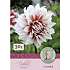 Claus Dalby Dahlia Frost Nip