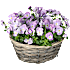 Stedmoderblomster, Viola, 25 cm kurv
