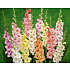 Salling blomsterløg Gladiolus Mix