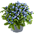 Forglemmigej, Myosotis, 12 cm potte