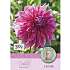 Claus Dalby Dahlia Otto's Thrill