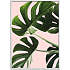 Monsteras in pink - 70x100 cm