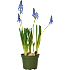 Løgplante 9 cm potte - flere varianter - assorteret