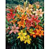 Salling blomsterløg Liljer Asiatic Mix
