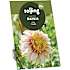 Salling blomsterløg Dahlia - Polka