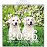 Billedkalender 2026 - hund