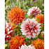 Salling blomsterløg Dahlia