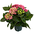 Hortensia, Hydrangea Macrophylla, 21 cm potte