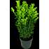 Buksbom, Buxus sempervirens, 12 cm potte
