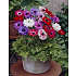Salling blomsterløg Anemone