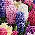 Hyacint, Hyacinthius orientalis, 7 cm potte