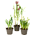 Løgplanter i 11 cm potte