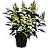 Hortensia paniculata, 23 cm potte