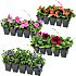 Sommerblomster, 10-pak