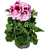 Engelsk pelargonie, 12 cm potte