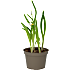 Løgplanter i 11 cm potte