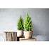 Cypres - Cupressus Goldcrest Wilma - 21 cm potte