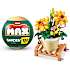 Max Build have planter - Cosmos Sulphureus