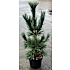 Pinus Flexilis Vanderwolf's Pyramid