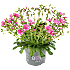 Porcelænsblomst - flere varianter - assorteret